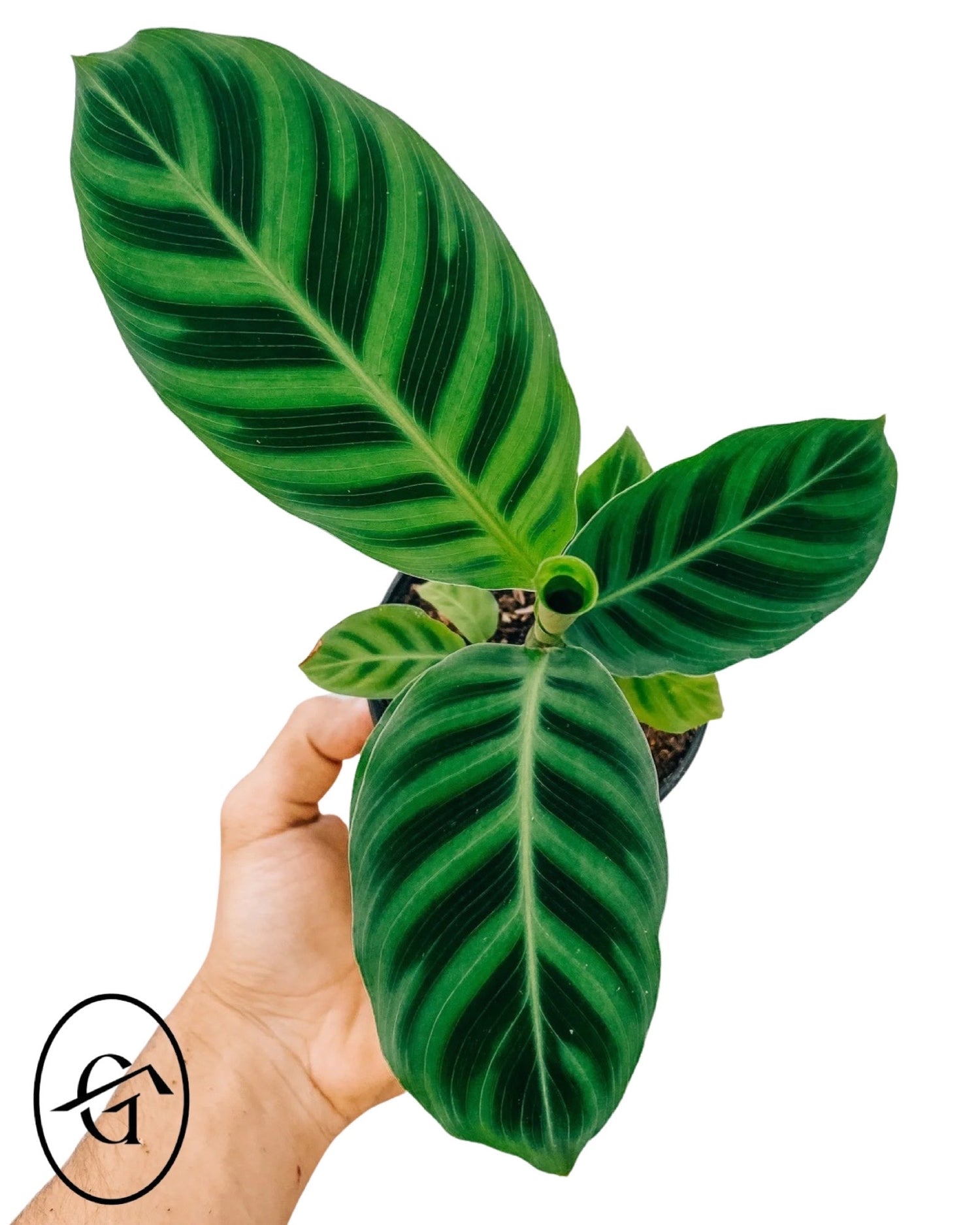 Calathea Zebrina