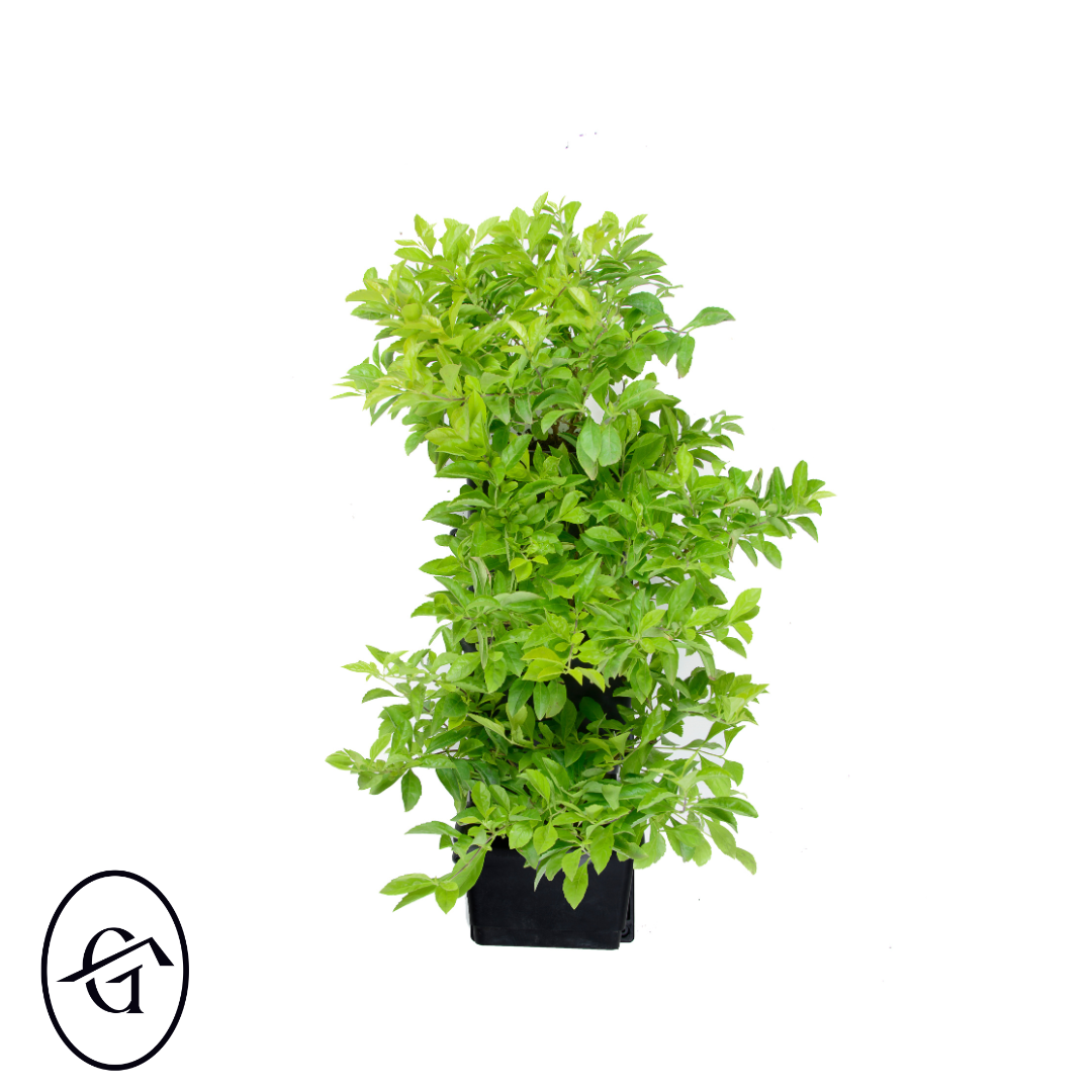 Duranta erecta green wall