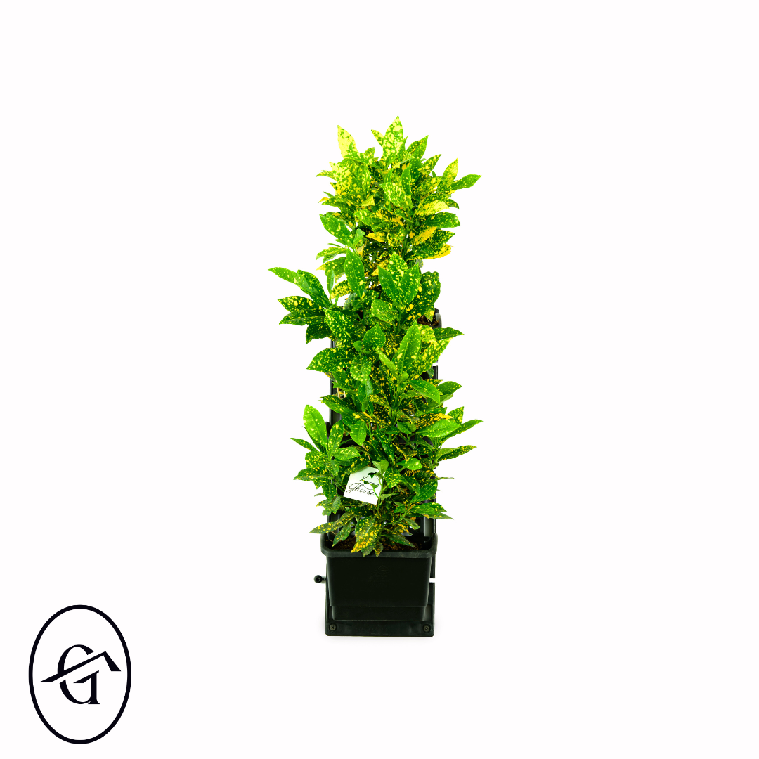 Croton variegatum green wall