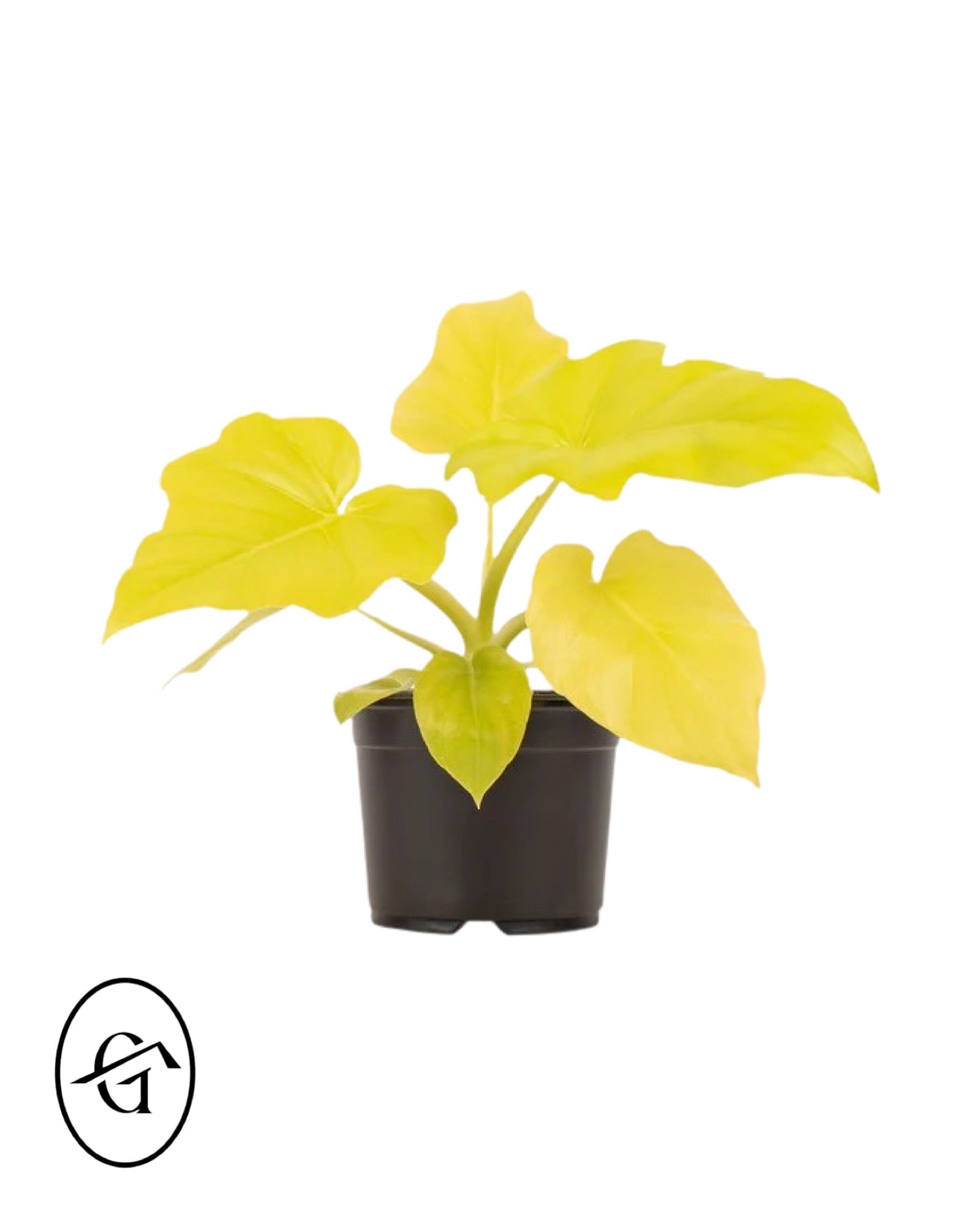 Philodendron yellow selloum