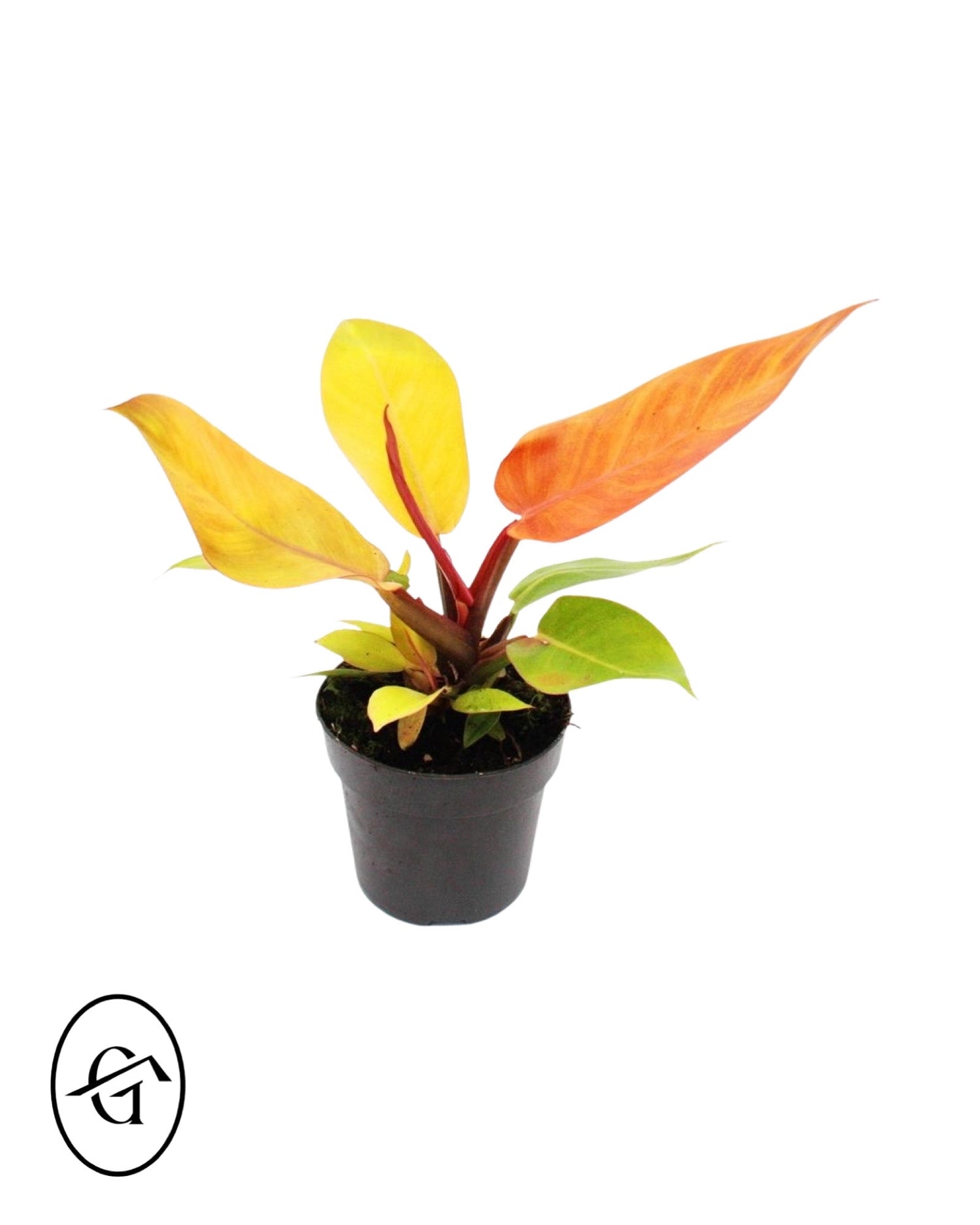 Philodendron Prince of orange