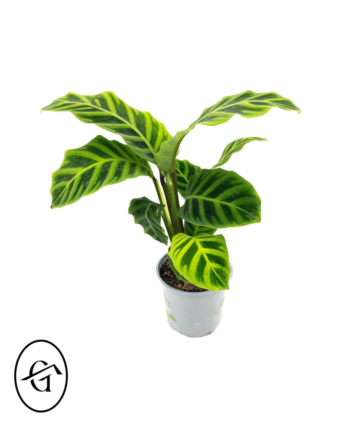 Calathea Zebrina