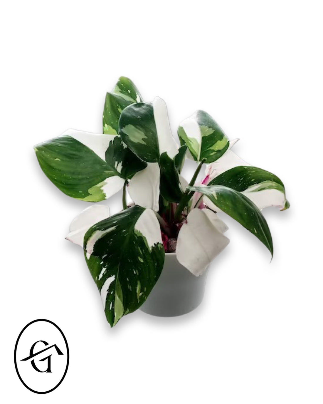 Philodendron White Princess