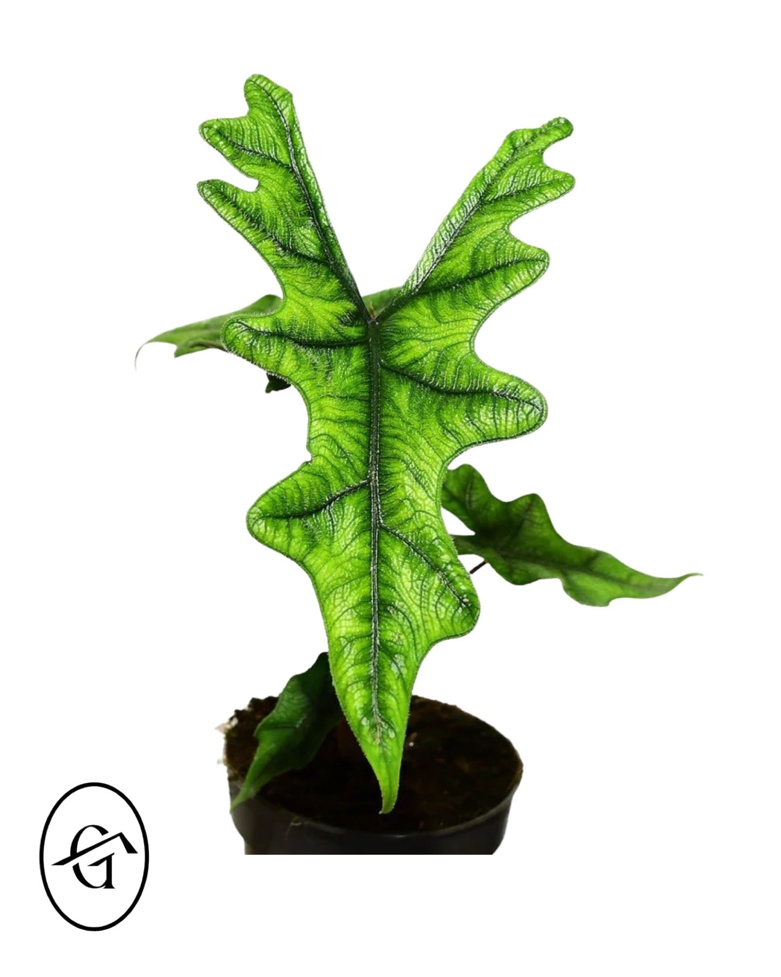 Alocasia Jacklyn