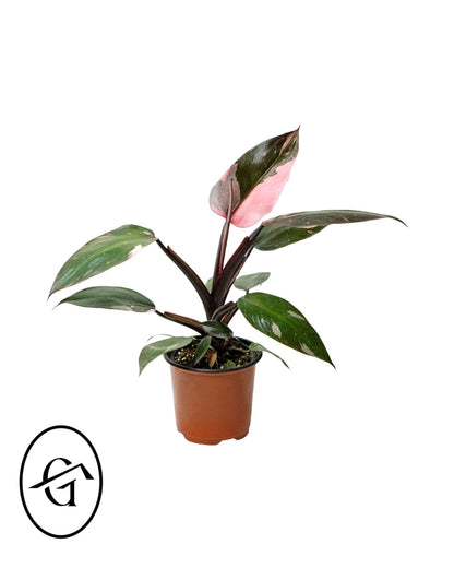 Philodendron Pink Princess