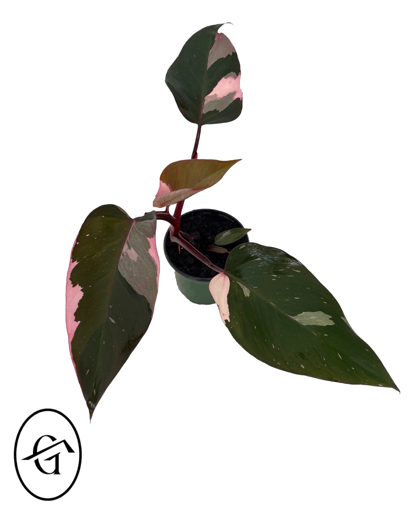 Philodendron Pink Princess