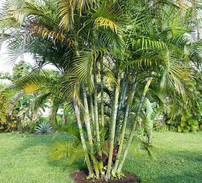 Yellow areca palm