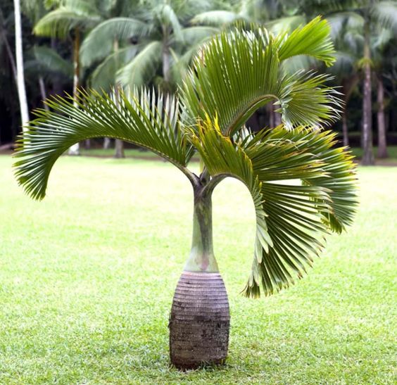 Bottle Palm