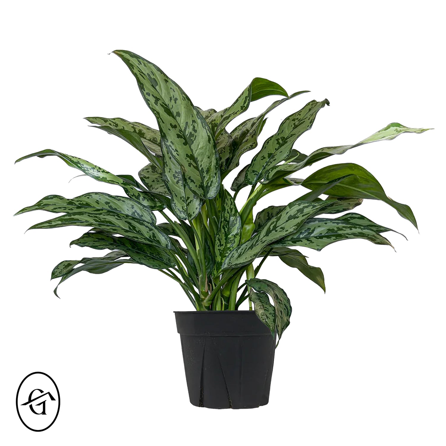 Aglaonema-Chinese-Evergreen