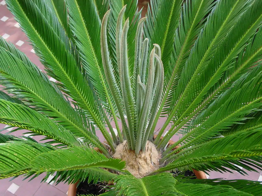 Cycas