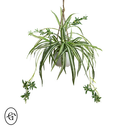 Spider-Plant