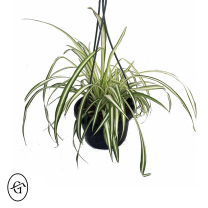 Spider-Plant