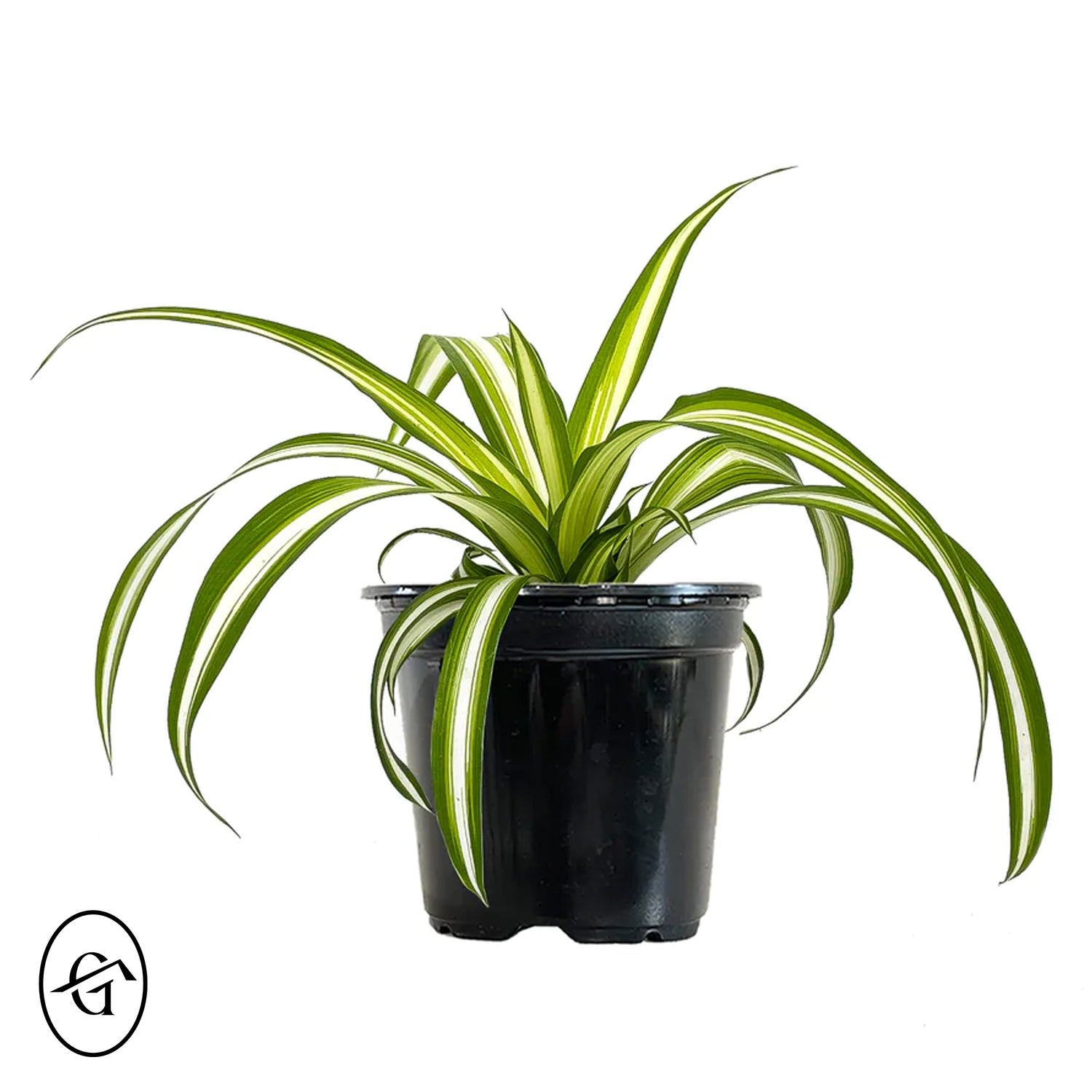 Spider-Plant