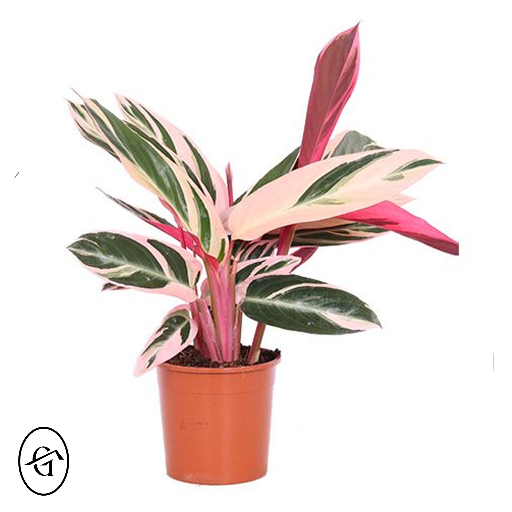 Calathea Stromanthe Triostar