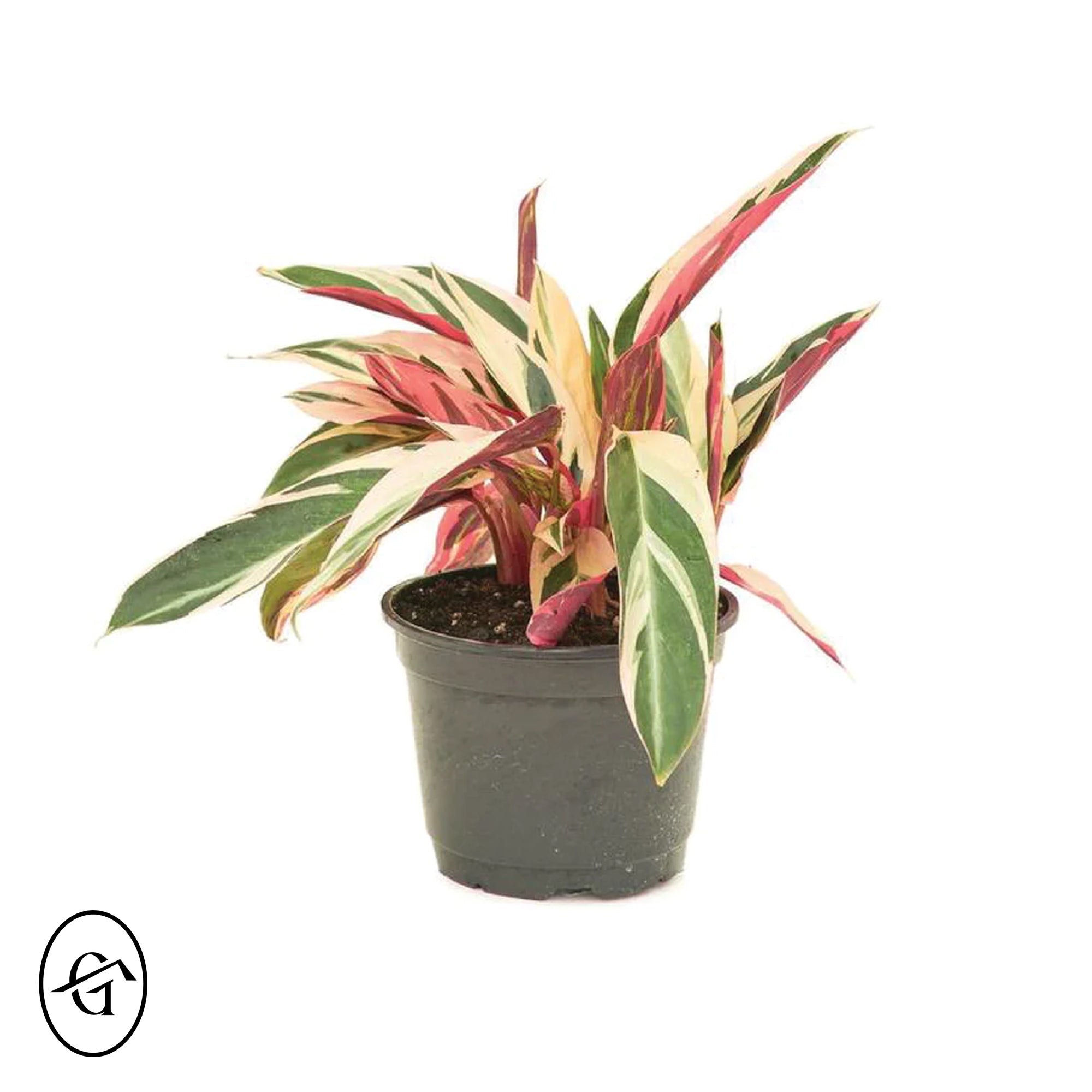 Calathea Stromanthe Triostar