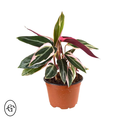 Calathea Stromanthe Triostar