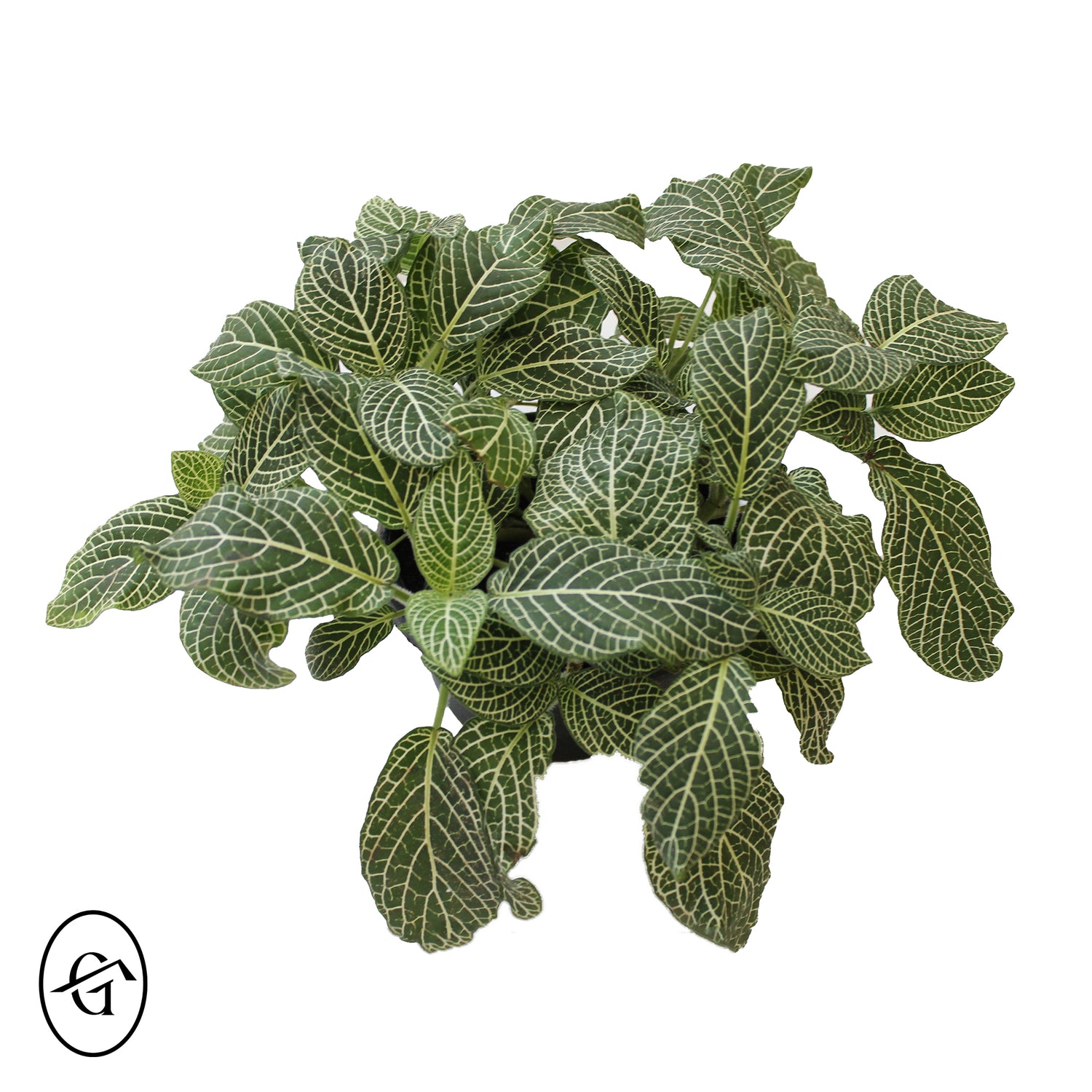 White-Fittonia