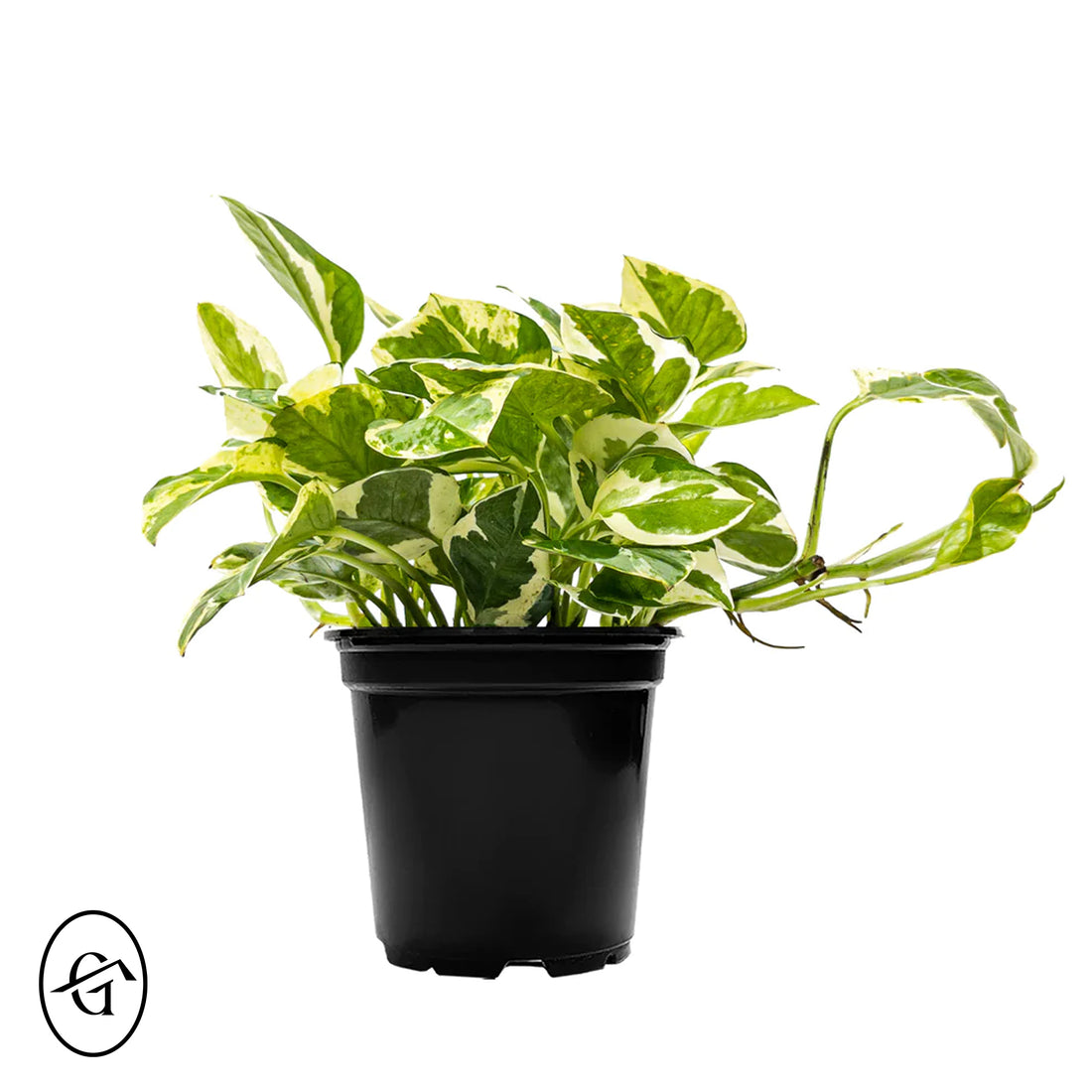 White-Pothos-N-Joy