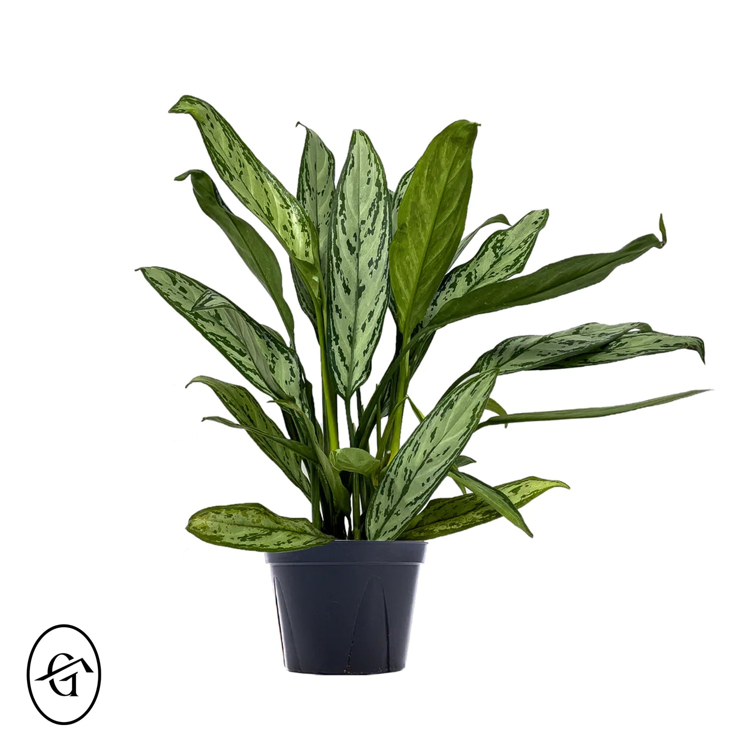 Aglaonema-Silver-Queen