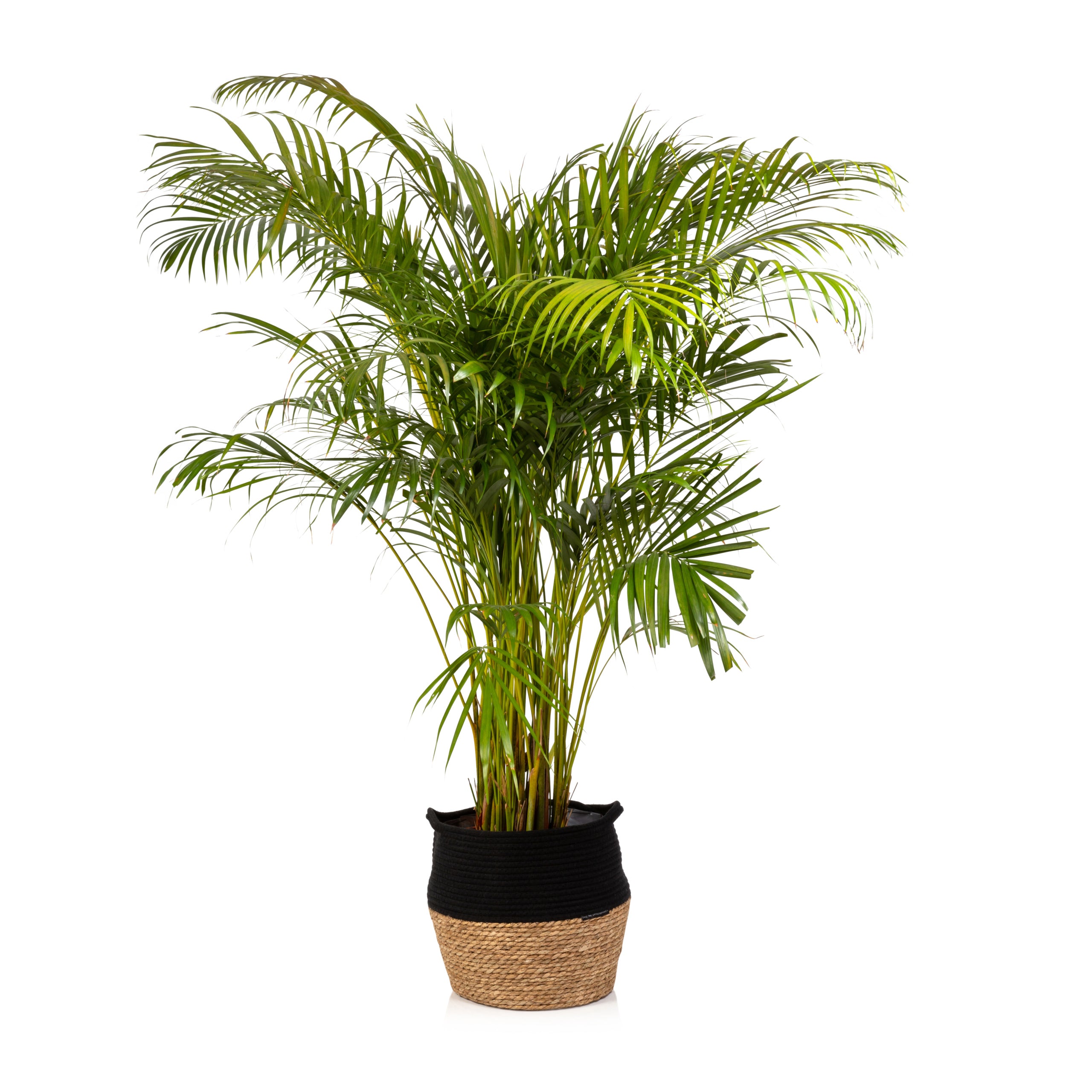 Areca-Palm