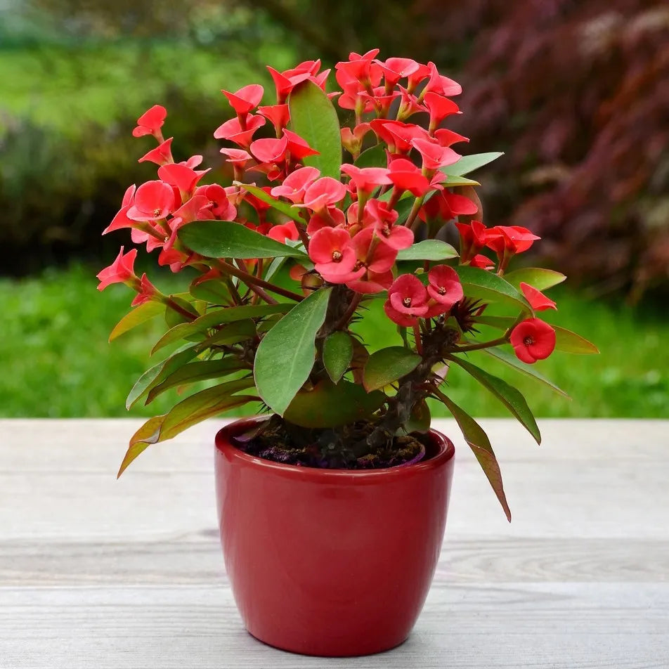 Euphorbia