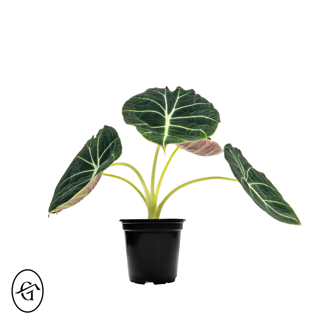 Alocasia-Black-Velvet