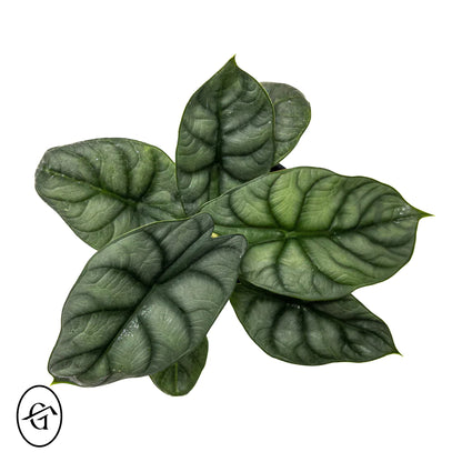 Alocasia-Silver-Dragon