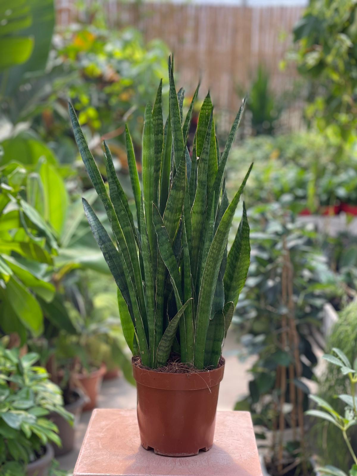 Snake plant