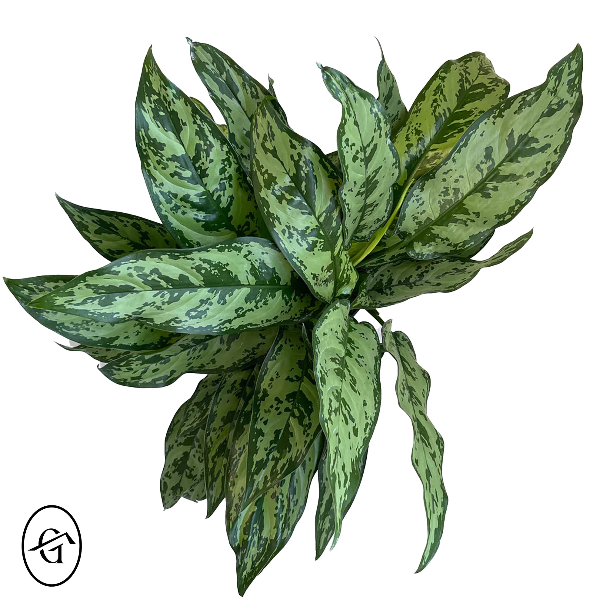 Aglaonema-Chinese-Evergreen