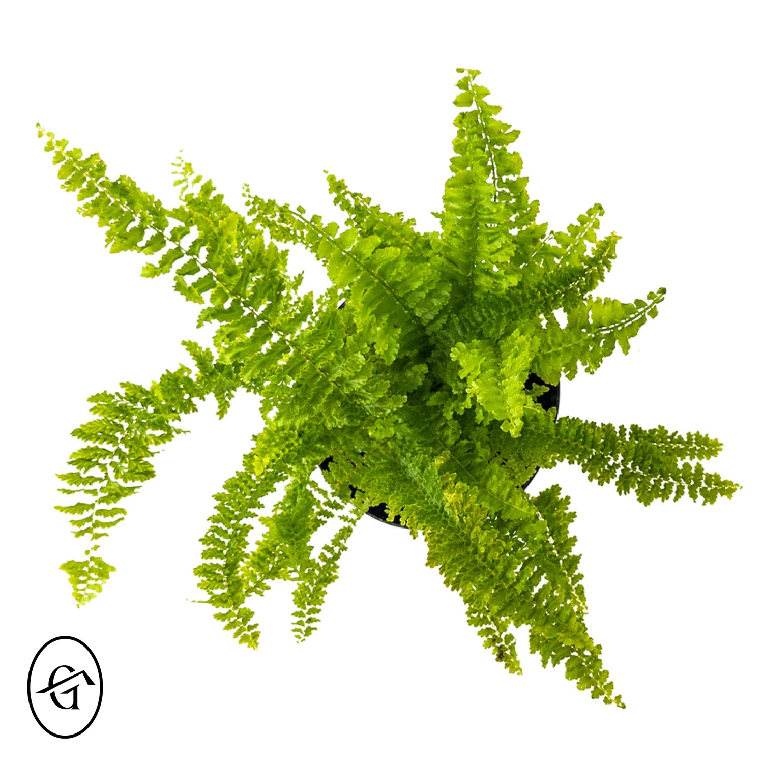 Boston-Fern