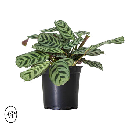 Calathea Fishbone