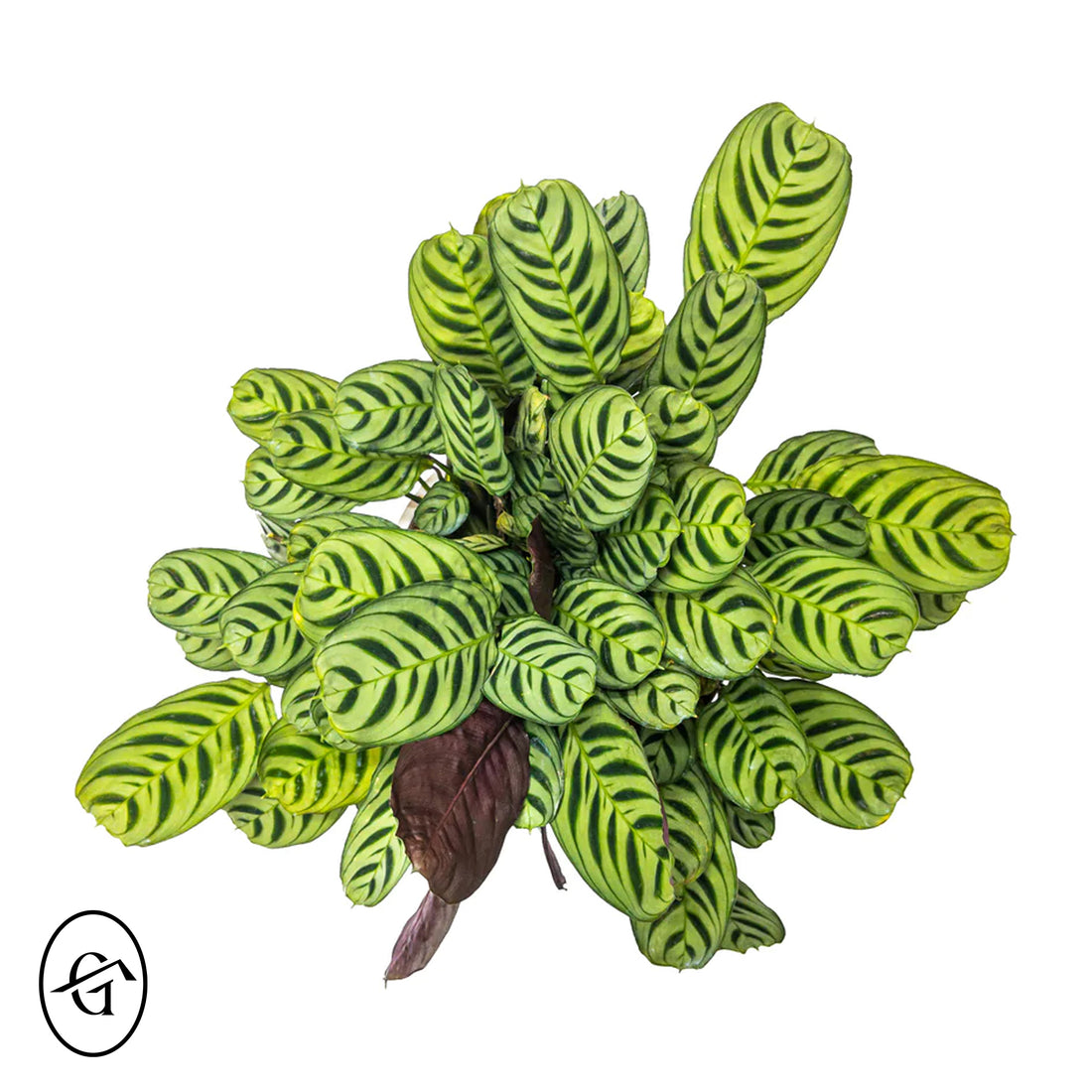 Calathea Fishbone