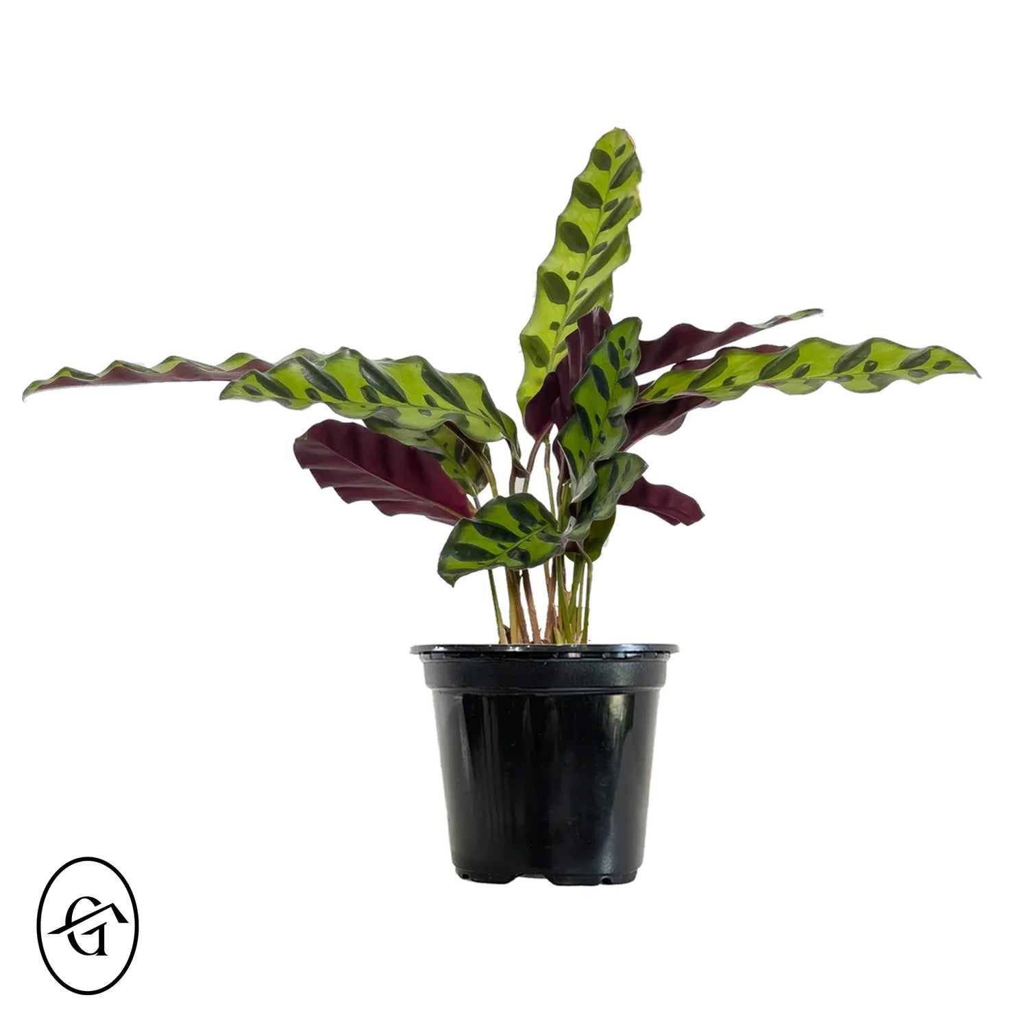 Calathea Rattlesnake