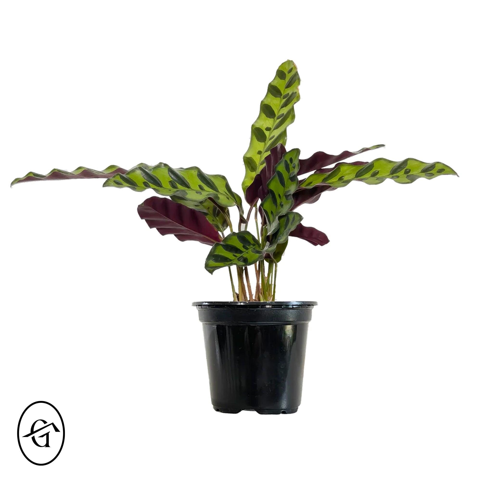 Calathea Rattlesnake