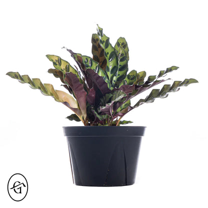 Calathea Rattlesnake