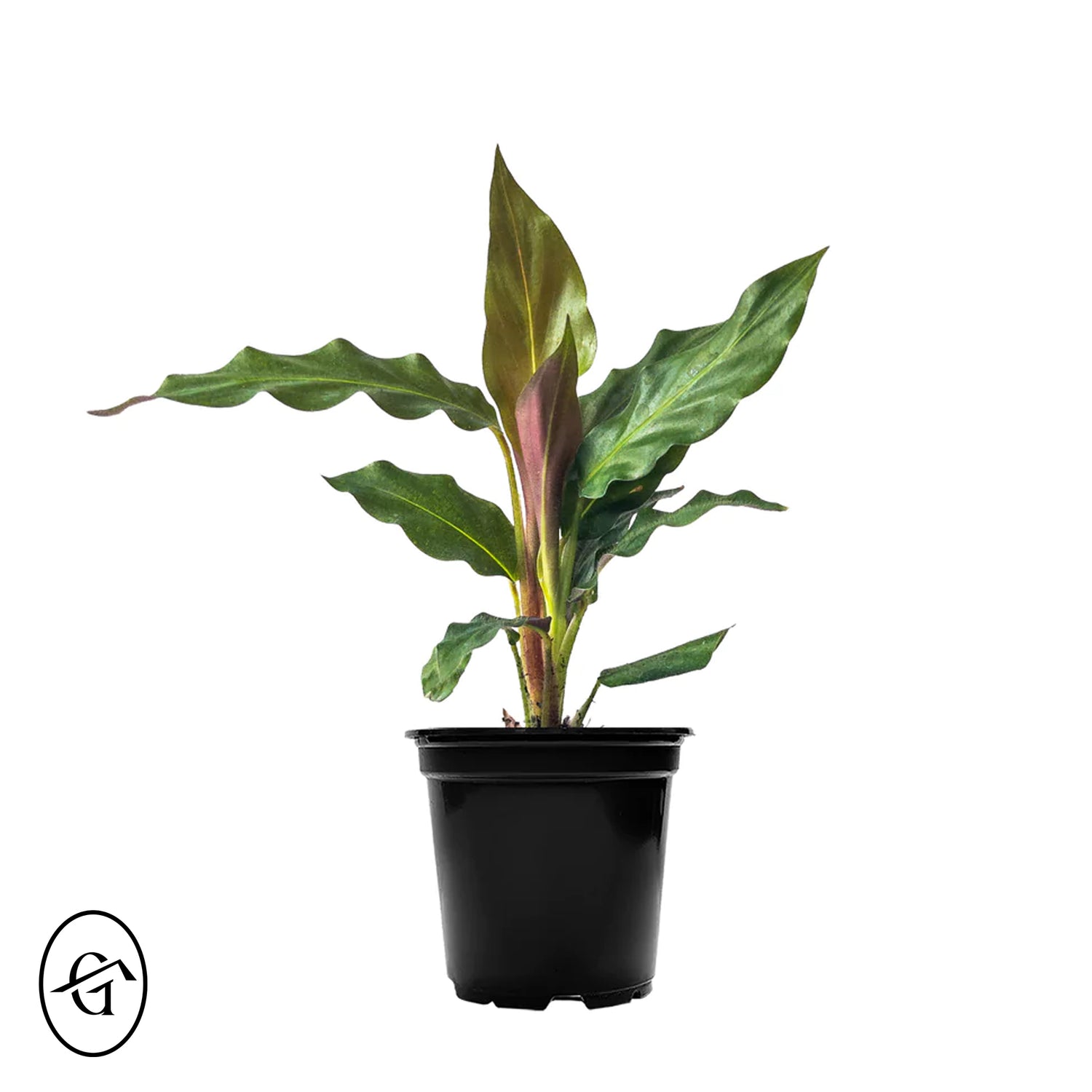 Calathea Rufibarba