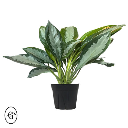 Aglaonema-Diamond-Bay