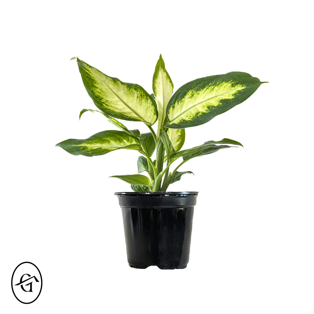 Dieffenbachia-Camille