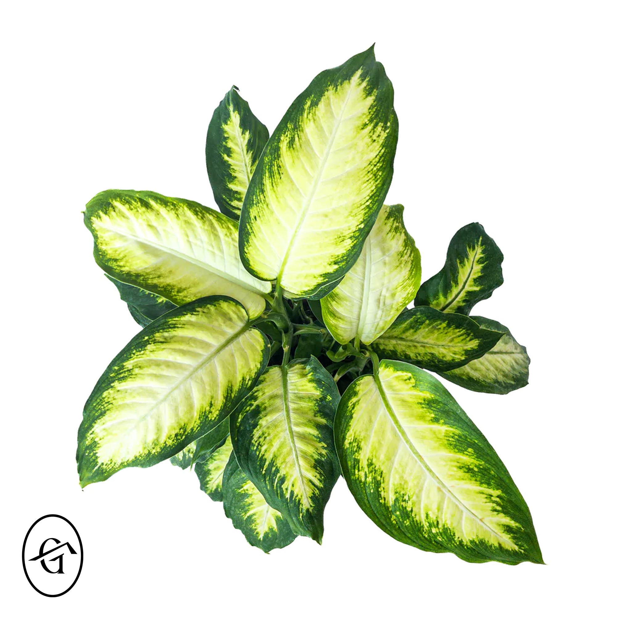 Dieffenbachia-Camille