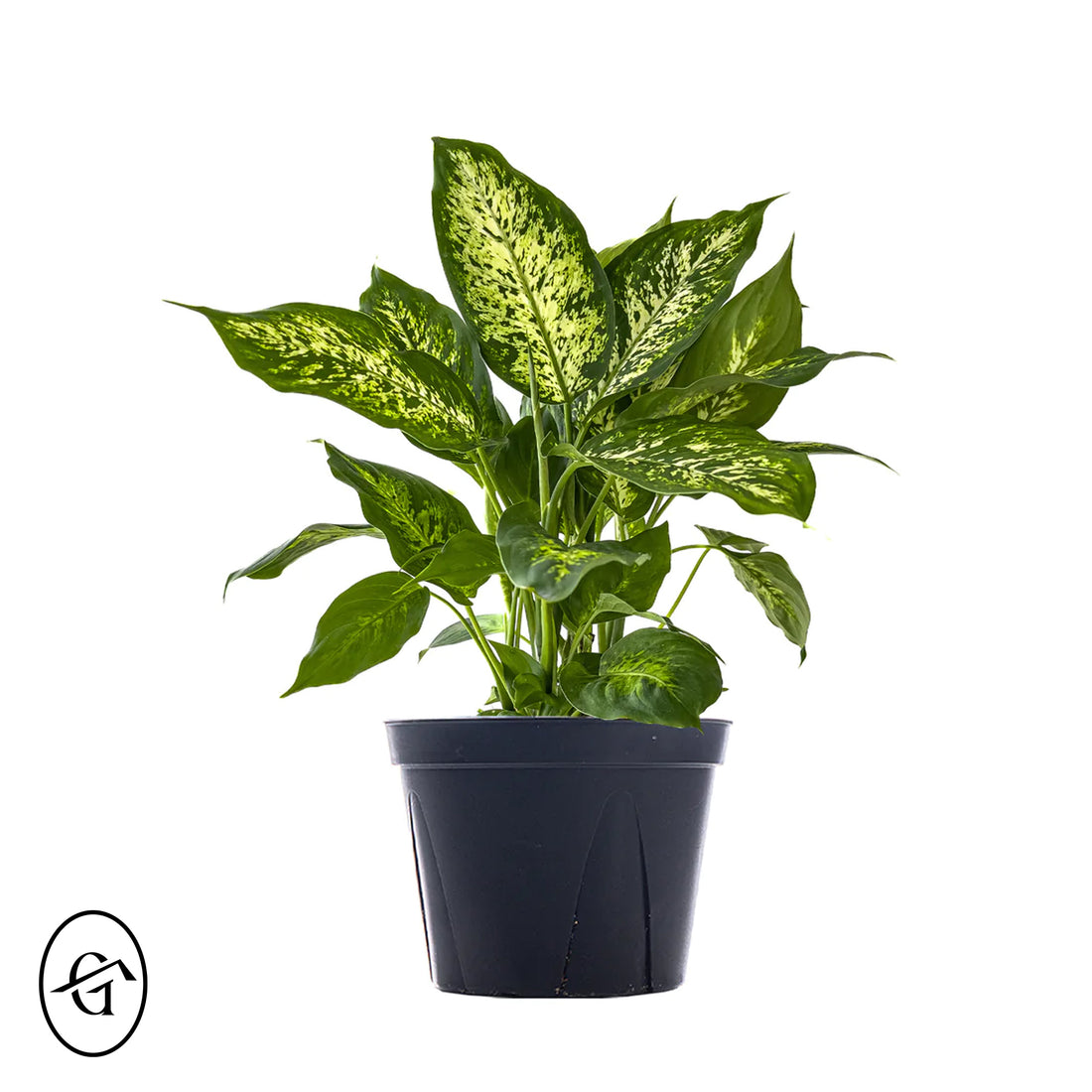 Dieffenbachia-Compacta