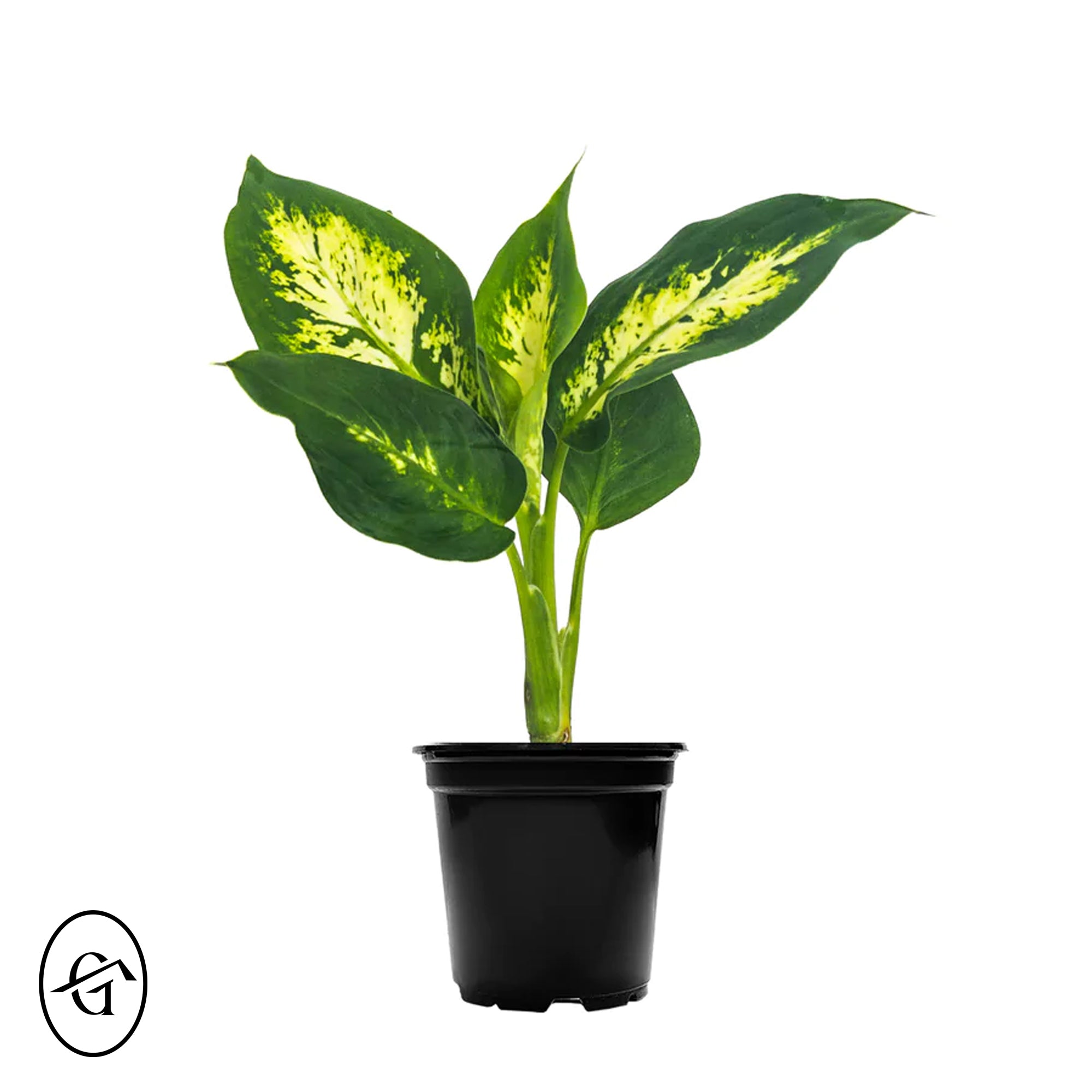 Dieffenbachia-Compacta