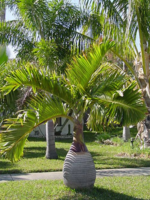 Bottle Palm