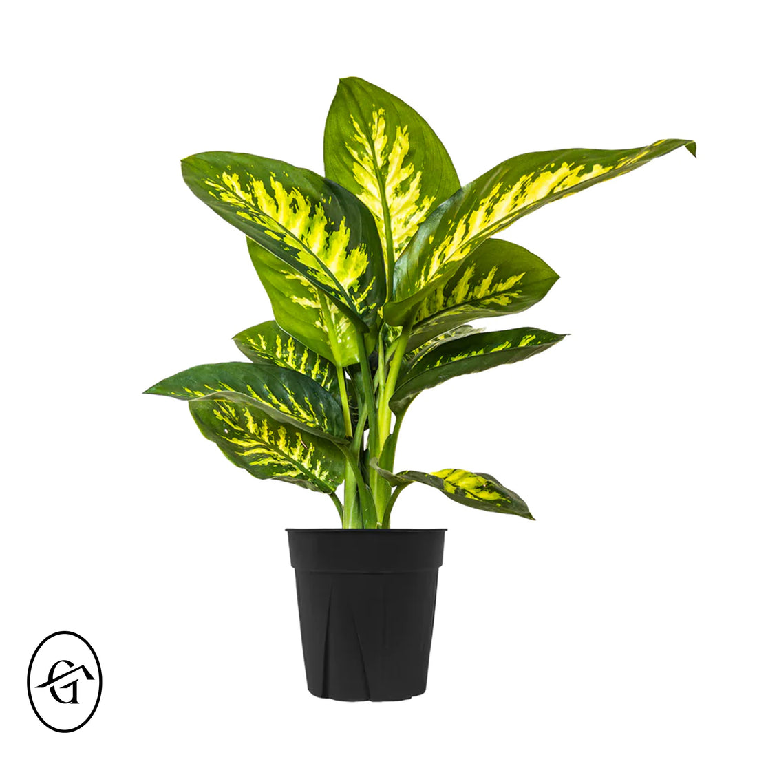 Dieffenbachia-Tropicsnow