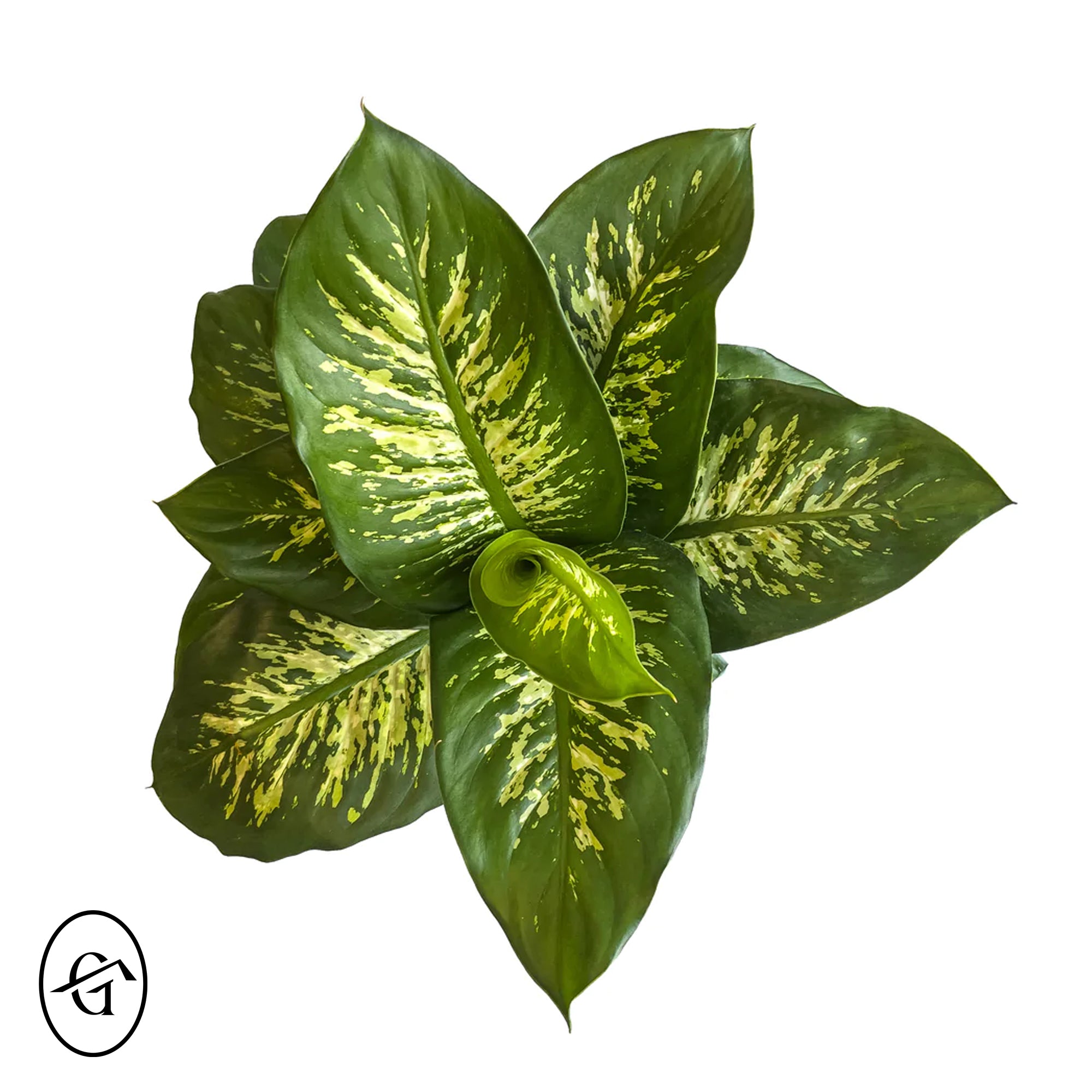 Dieffenbachia-Tropicsnow