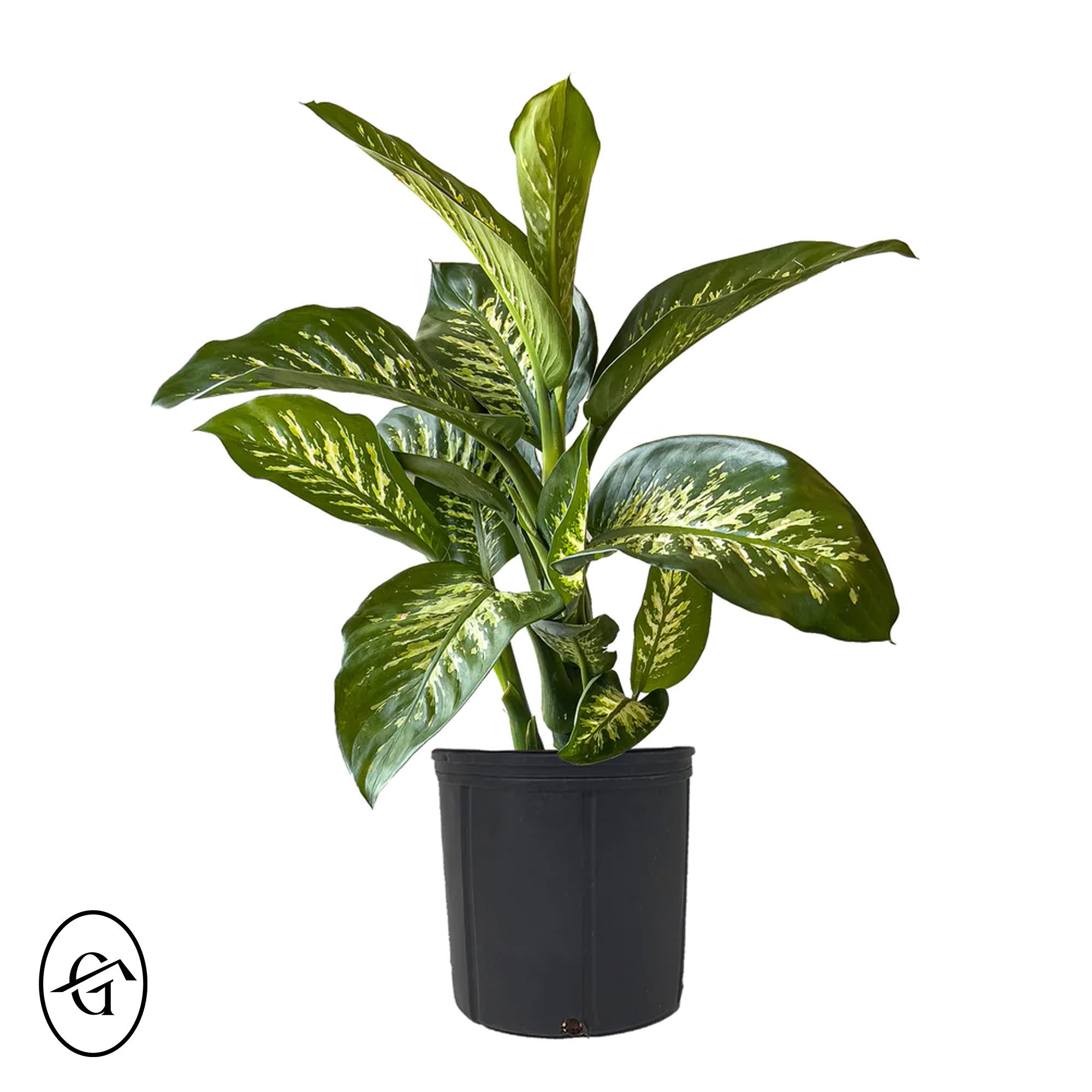 Dieffenbachia-Tropicsnow