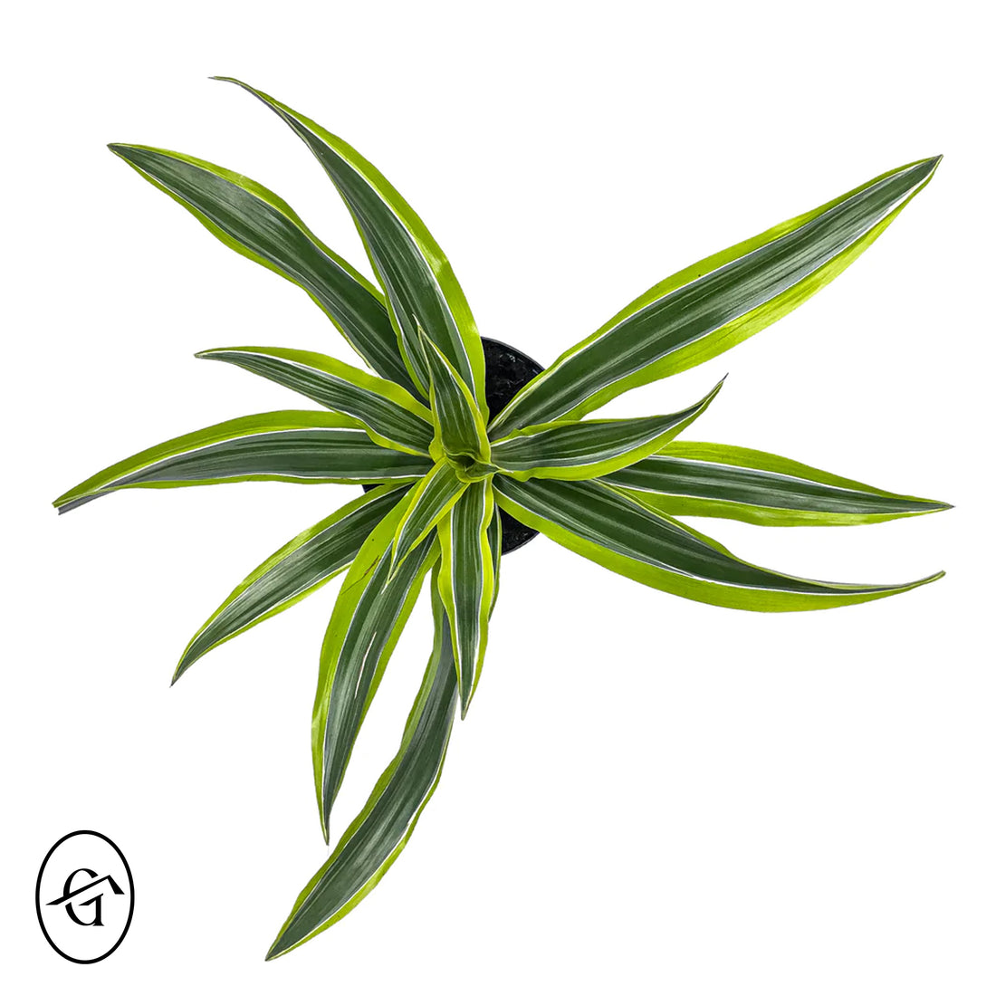 Dracena-Lemonlime