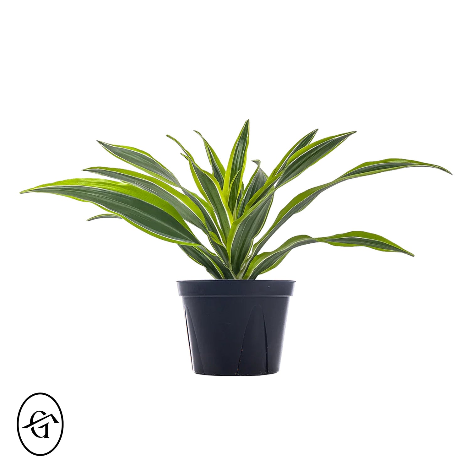 Dracena-Lemonlime