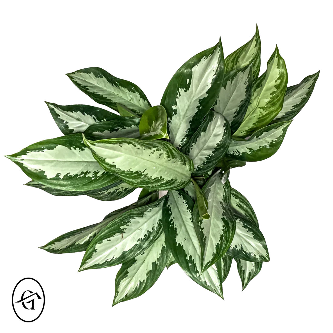 Aglaonema-Diamond-Bay