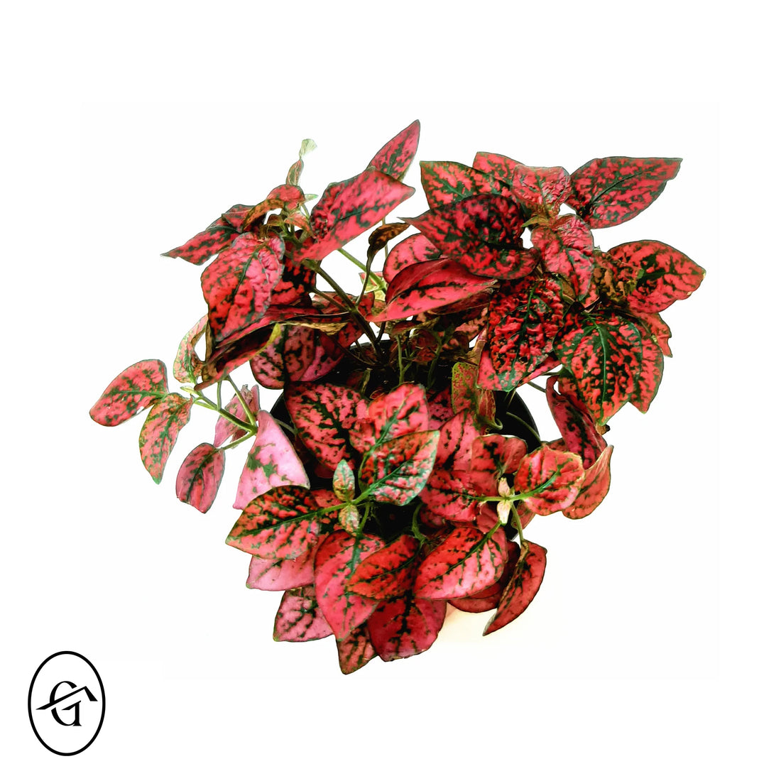 Hypoestes-Red