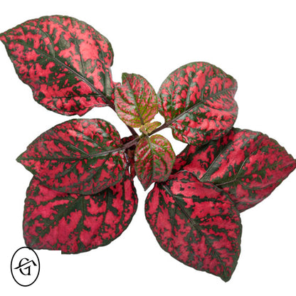 Hypoestes-Red